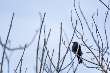 Siyah bir kuş bir dala tünemiş. Dal karla kaplı. Gökyüzü bulutlu ve gri