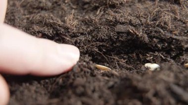 Dönen salatalık tohumları makro detaylarla gösterilen zengin topraklara yerleştirilmiş. Tarım, sebze yetiştiriciliği ve sürdürülebilir gıda üretimini temsil ediyor..