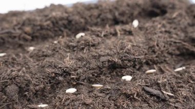 Soluk salatalık tohumlarının kara toprak üzerinde dönen makro görüntüleri. Ekme döngüleri ve sebze ekimi için ideal..