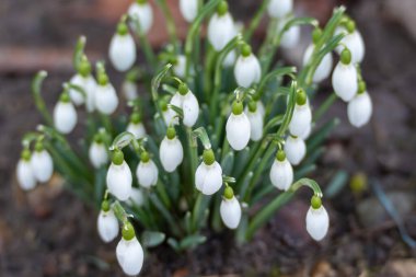 Yeşil saplı beyaz kardelen çiçeklerini kapatın. Yumuşak arkaplan bulanıklığı onların kırılgan yapısını vurgular.