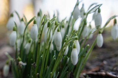 Düşük açılı kar damlaları çiçek açarak dikiliyor. Yumuşak ışık ve sığ alan derinliği yumuşak bir atmosfer yaratır..