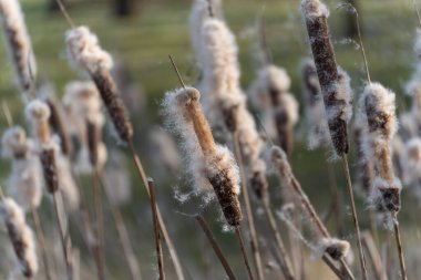 Olgun kuyrukluyıldızların makro görüntüsü yumuşak güneş ışığına yumuşak lifler salıyor. Doğal sulak arazi bitkileri sakin bir mevsimsel atmosfer yaratırlar..