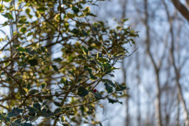 Holly dalı tek bir kırmızı böğürtlen ile yukarıya doğru uzanıyor. Yumuşak gökyüzü arkaplanı şenlikli atmosferi artırır.