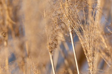 Uzun kuru kamış sapları altın günbatımı tonlarında parlar. Yumuşak odak arkaplanı doğal dokuyu ve mevsimsel havayı geliştirir.