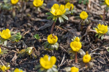 Parlak sarı deniz aslanı baharda topraktan çıkar. Taze yapraklar kuru yaprakların arasında güneş ışığında parlar..