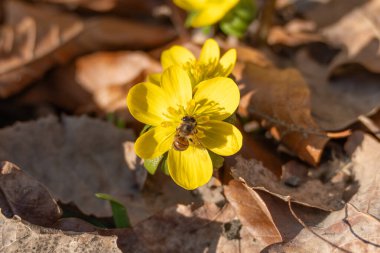 Tek bir bal arısı kuru yapraklarla çevrili sarı bir çiçeğin üzerinde dinlenir. Sıcak güneş ışığı yumuşak gölgeler ve zengin doğal tonlar yaratır..