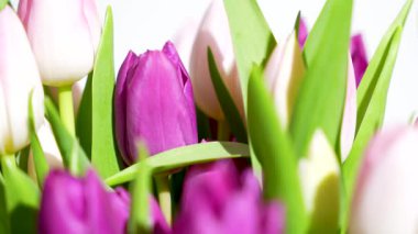 Yakın plan pembe ve beyaz laleler parlak stüdyo ışıkları altında yavaşça dönüyor. Canlı yaprakları ve zarif makro manzaralı yeşil yaprakları olan bahar çiçekleri..