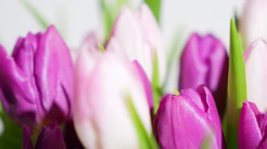 Pembe ve beyaz lale yapraklarının parlak ışıkta yavaşça döndüğü makro bir detay. Zarif bahar çiçekleri dokuları ve canlı doğal renkleri gösteriyor..