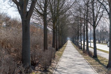 Ağaçlarla kaplı patika mesafeye kadar uzanıyor. Çıplak dallar sessiz geçidi kapatıyor. Güneş ışığı, kışın uzuvları süzer. Kuru çimenler ve çalılar beton yolu kaplıyor.