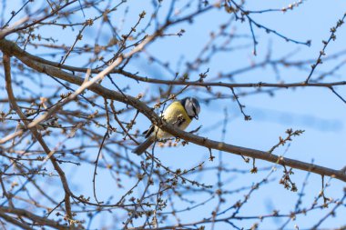 Blue tit perches on bare branches. Small bird with yellow breast and blue cap. Branches stretch across clear blue sky. Bird faces right, slightly out of focus. No leaves, only buds hinting at spring