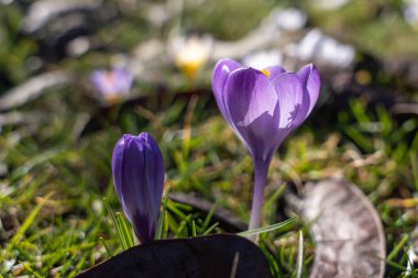 Mor timsahlar ilkbahar çimlerinde çiçek açarlar. Yumuşak ışık, hassas yapraklarını vurgular. Bir çiçek tamamen açık, diğeri kapalı. Yeşil bıçaklar doğal dokularla çevrili.