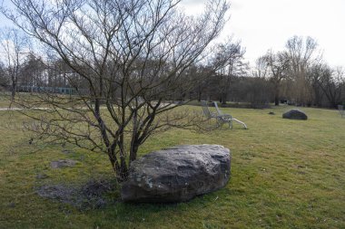Çıplak ağaç açık arazide geniş, yosunlu kayaların yanında duruyor. Çimenler kayanın etrafını sarmış, aşınma izleri var. Arka plandaki ağaçların yaprakları yok, bu da sonbaharın sonlarına doğru