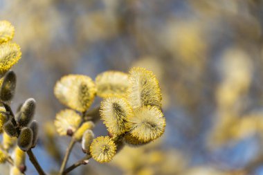 Söğüt dallarında yumuşak sarı tomurcuklar. İlkbahar masmavi gökyüzünde hafifçe açar. İnce saplı tüylü kedi derisi kümesi. Ayışığı çiçekleri hafif esintide sallanıyor