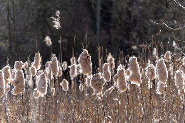 Altın ışık bataklıkta uzun, tüylü kuyruklar yakalar. Güneş ışığı kuru, tüylü tohum başlarını ön plana çıkarır. Bitkiler bulanık, ağaçlık bir zemine karşı dimdik dururlar. Uzun kamışlı, güneş ışığı alan doğal bir sahne.