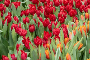 Canlı kırmızı laleler çerçeveyi dolduruyor. Bazı turuncu laleler çiçeklerin arasından bakıyor. Çiçekleri saran yemyeşil yapraklar. Yakın plan görüntüsü yoğun düzeneği yakalar