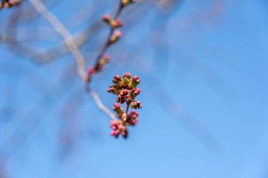 Açık mavi gökyüzüne karşı ince bir dalda kiraz ağacı tomurcukları kümelenir. Yakın çekim ilkbahar çiçeklerini yakalar. Parlak doğal aydınlatma detayı geliştirir. Çerçevede dikkat dağıtma yok