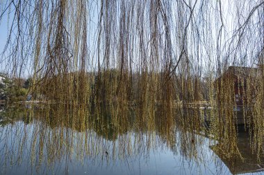 Söğüt ağacı dalları sakin bir göl üzerinde sarkıyor. Su dalları ve açık mavi gökyüzünü yansıtır. Altın yapraklar üzerinde güneş ışığı parıldıyor. Uzak ağaçlar ve bir bina görülebilir.
