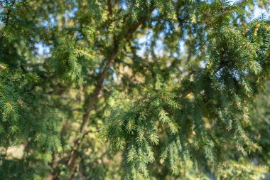 Bitmeyen yeşil ağaç dallarına yakın çekim. Yeşil iğneler gün ışığında parlıyor. Bazı dallar odaklanmış durumda. Arka plan hafifçe bulanık. Yaprakların ince dokuları. Doğal açık hava sahnesi