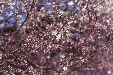 Çerçeveyi çiçeklerle kaplı yoğun bir dallar ağı doldurur. Yumuşak pembe ve beyaz renkler zengin bir bahar dokusu yaratır..