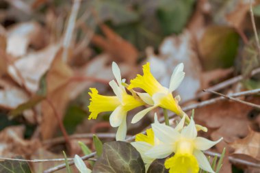 Parlak sarı nergisler beyaz yapraklarla çiçek açar. Düşen yaprakların ve dalların arasında büyürler. Yakın çekim bahar çiçeklerini ön plana çıkarır. Nergis (Narcissus) canlı renkler gösterir