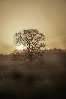 Şafakta çerçevenin ortasında yapraksız sonbahar ağacı. Güzel sonbahar şafağı