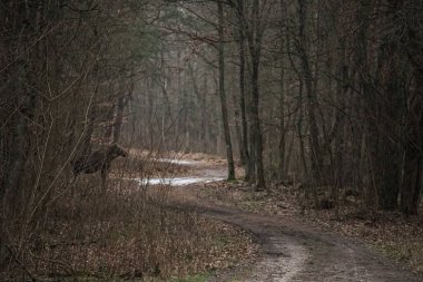 Gizemli bir ormanda genç bir geyik (Alces alces). Geyik orman yolundan geçiyor.
