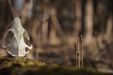 Ağaçtaki bir hayvanın kafatası