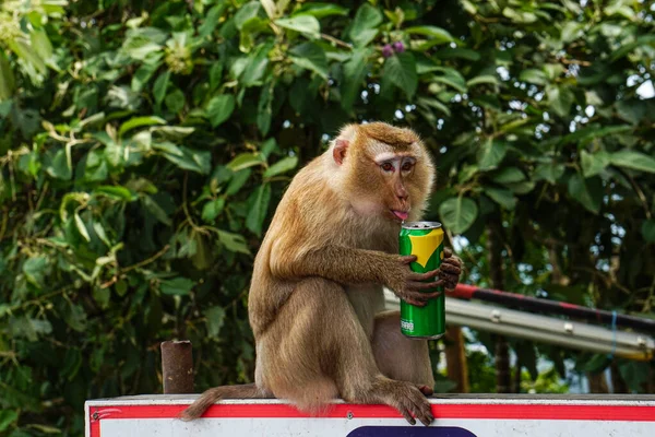 マカクの猿が飲み物を持って座っている 猿は炭酸飲料を飲んでいる — ストック写真