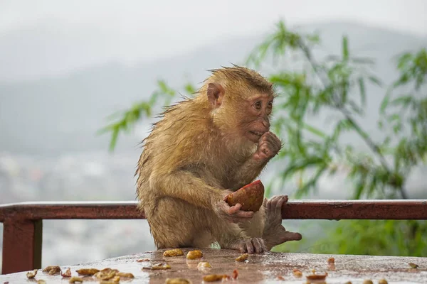 Küçük makak ıslak hindistan cevizi yiyor.