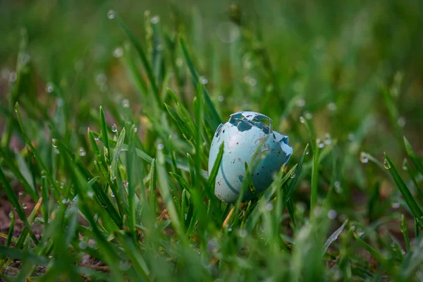 Oeuf Oiseau Turquoise Sur Herbe Dans Forêt — Photo