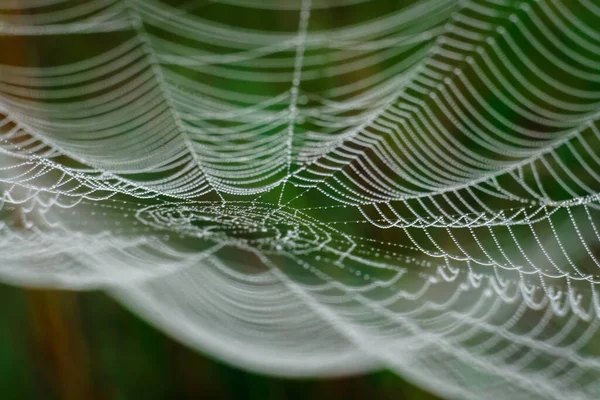 Toile Araignée Humide Naturelle Dans Prairie — Photo