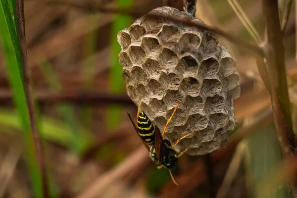 Een Wespennest Het Gras Een Wesp Zijn Nest Wesp Korf — Stockfoto