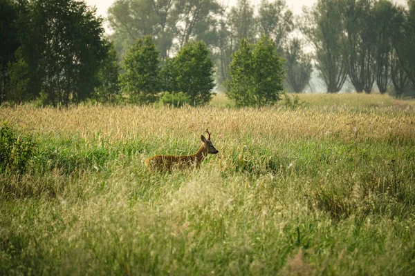 Male Roe Deer Capreolus Capreolus Walks Green Meadow Roe Deer — Stok fotoğraf