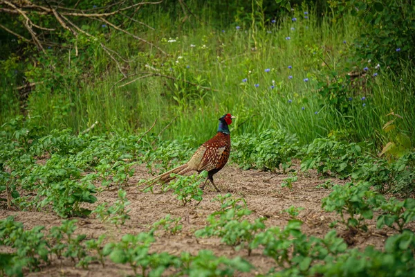 Bir tarlada duran bir erkek ortak sülün (Phasianus colchicus). İlkbaharda yeşil bir çayırda yürüyen horoz. Kahverengi benekli tüylü vahşi kuş ve tarlada otlayan kızıl kafa.