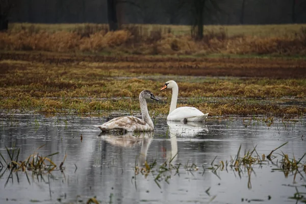 湖の上に小さな白鳥の血を持つ白い女性の白鳥 — ストック写真