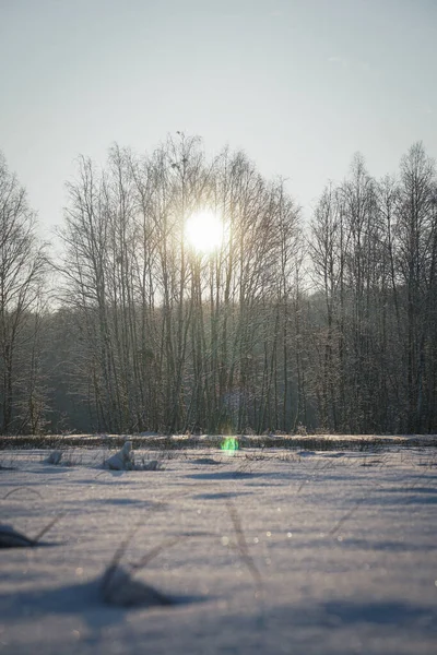 Bir kış sabahı, ağaçlar arasında ormanın üzerinde gün doğumu