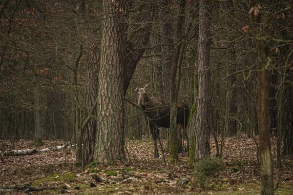 神秘的な森の中の若い雄牛のムース アリス 自然の生息地での動物 — ストック写真
