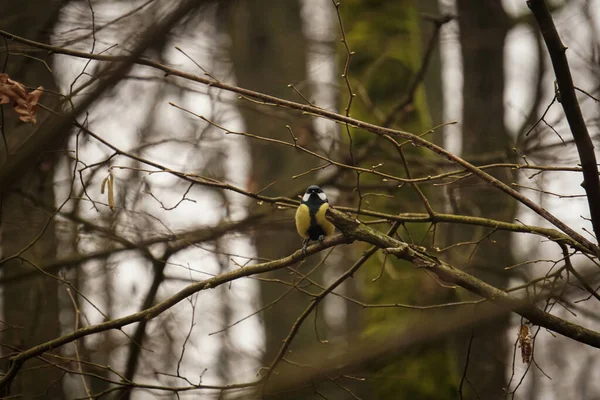 Tit Cyanistes Caeruleus Bird Perching Curved Tree Branch Forest Natural — Stock fotografie