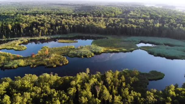 Aérien Petit Lac Entouré Une Forêt Verte Dense Marais — Video