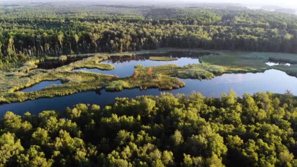 Aérien Petit Lac Entouré Une Forêt Verte Dense Marais — Video