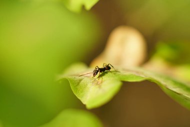 Günbatımında meşe yaprağında (Quercus) yalnız siyah karınca (Lasius Niger)