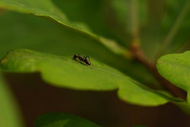 Günbatımında meşe yaprağında (Quercus) yalnız siyah karınca (Lasius Niger)