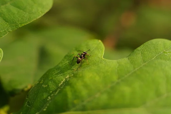 Samotna Czarna Mrówka Lasius Niger Liściu Dębu Quercus Świetle Zachodu — Zdjęcie stockowe