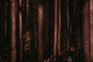 Güneşin doğuşunda gizemli karanlık orman. Orman güneşle aydınlandı.