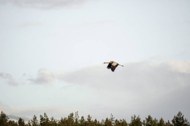 Uçan vinç (Grus grus). Uçan bir vinç silueti. Turna gün batımında, bulutlu gökyüzünde uçar. Doğal ortamdaki büyük kuş.