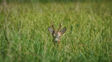 Erkek Roe Geyiği (Capreolus capreolus) otların arasında saklanır, geyik boynuzları çimlerden sarkır.