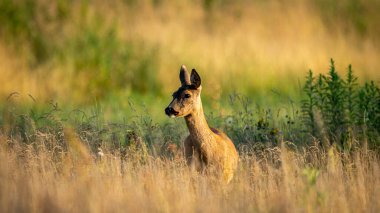 Roe Deer (Capreolus capreolus) yeşil bir çayırda yürür. Roe Geyik yiyecek arıyor. Vahşi hayvanlarla dolu çayır. Doğal ortamdaki hayvanlar..