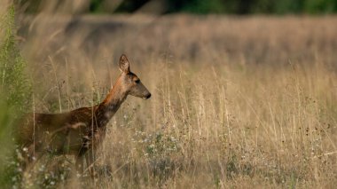 Roe Deer (Capreolus capreolus) bir çayırda yürür. Roe Geyik yiyecek arıyor. Vahşi hayvanlarla dolu çayır. Doğal ortamdaki hayvanlar..