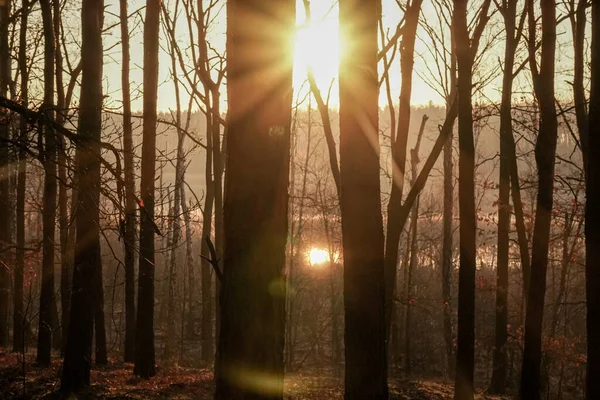Sonbahar çam ormanında gün batımı ya da gün doğumu. Güneş ışınları gövdelerin arasında parlıyor. Sisteki güneş ışınları