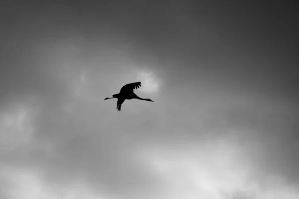 날으는 두루미 Grus Grus 두루미의 실루엣 두루미는 구름낀 하늘을 다닙니다 — 스톡 사진